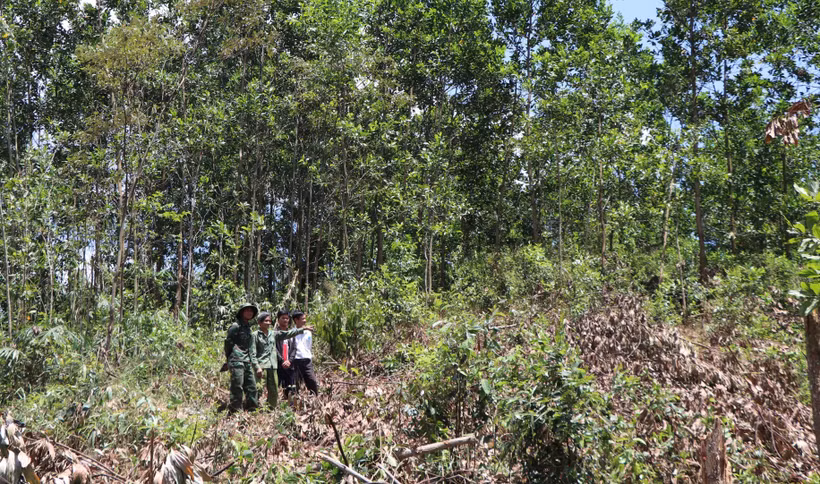 Rẫy của dân làng Tu Rét xã Đăk Nên huyện Kon Plông (Kon Tum) bị thu hồi và cấp cho dân làng Xô Luông, Vương sản xuất vẫn chưa nhận được tiền đền bù. (Ảnh: Cao Nguyên/TTXVN)