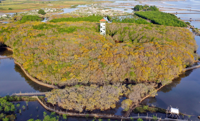 Rừng ngập mặn Rú Chá nhìn từ trên cao. (Ảnh: Hồ Cầu/TTXVN)