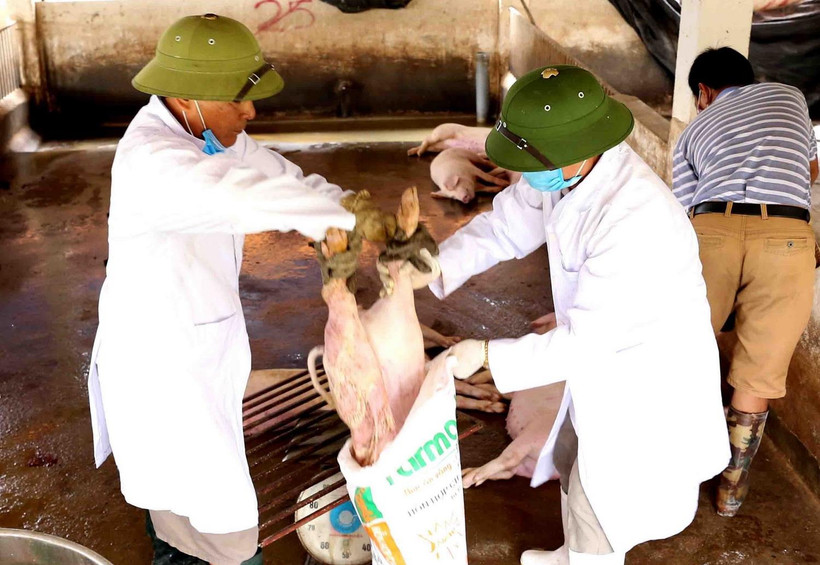 Các lực lượng chức năng tổ chức tiêu hủy lợn bị nhiễm bệnh. (Ảnh: Vũ Sinh/TTXVN)