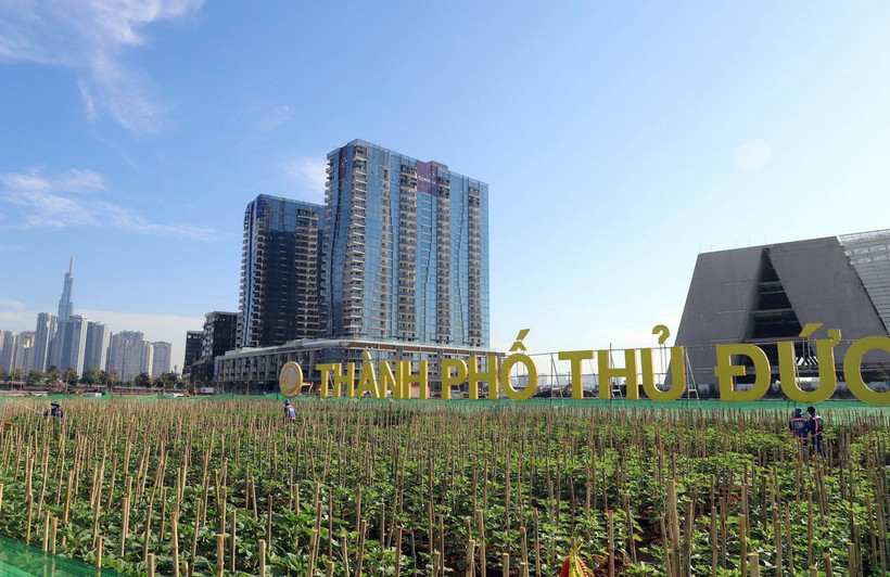 Cánh đồng hoa hướng dương tại khu vực Công viên bờ sông Sài Gòn, thành phố Thủ Đức. (Ảnh: TTXVN phát)