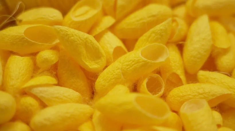 Fibroin là một loại protein được tích xuất từ vỏ kén của con tằm. (Nguồn: CNN)