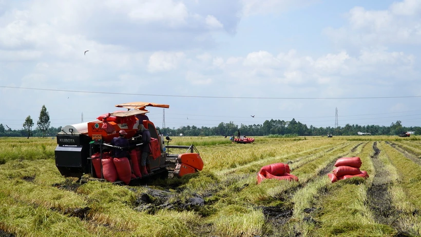 Nông dân xã Long Thạnh, huyện Giồng Riềng, tỉnh Kiên Giang, thu hoạch lúa Thu Đông. (Ảnh: Văn Sĩ/TTXVN)