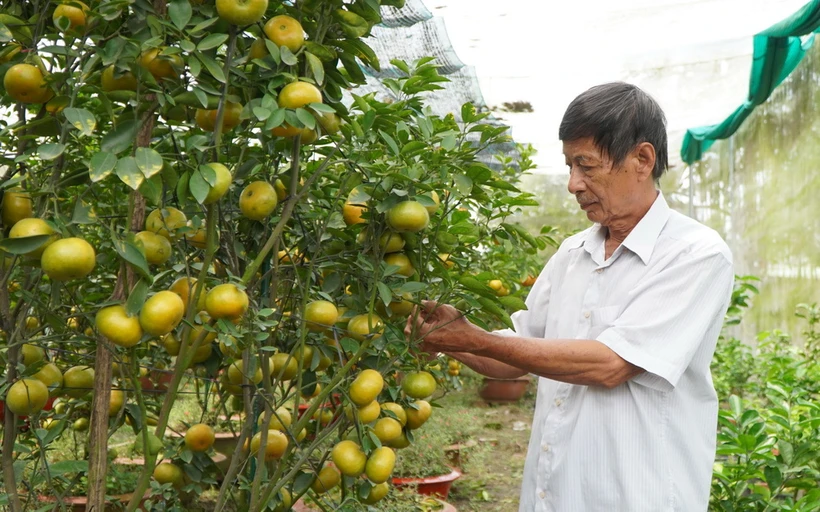 Ông Hà Thanh Hồng ở xã Vĩnh Thới, huyện Lai Vung, tỉnh Đồng Tháp, chăm sóc chậu quýt hồng để bán trong dịp Tết Nguyên đán 2024. (Ảnh: Nhựt An/TTXVN)