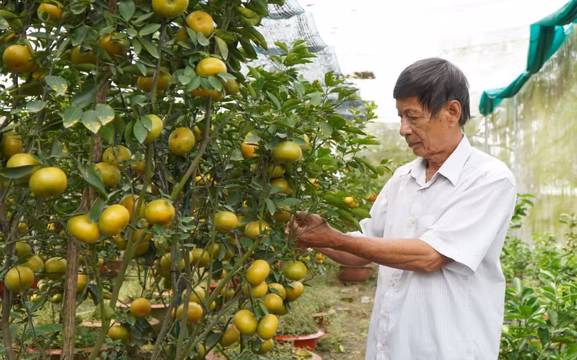 Ông Hà Thanh Hồng ở xã Vĩnh Thới, huyện Lai Vung, tỉnh Đồng Tháp, chăm sóc chậu quýt hồng để bán trong dịp Tết Nguyên đán 2024. (Ảnh: Nhựt An/TTXVN)