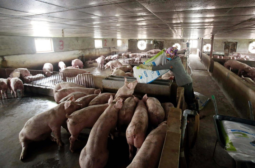 Nông dân chăm sóc đàn lợn theo mô hình VietGap. (Ảnh: TTXVN)