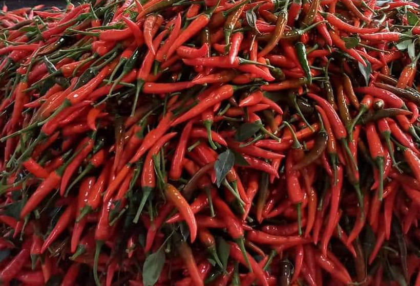 Trong nhóm hàng rau củ xuất khẩu, ớt là mặt hàng quan trọng nhất, chiếm 25,9% về giá trị, vượt xa so với các mặt hàng cùng nhóm như khoai lang, súp lơ... (Ảnh: Vietnam+)