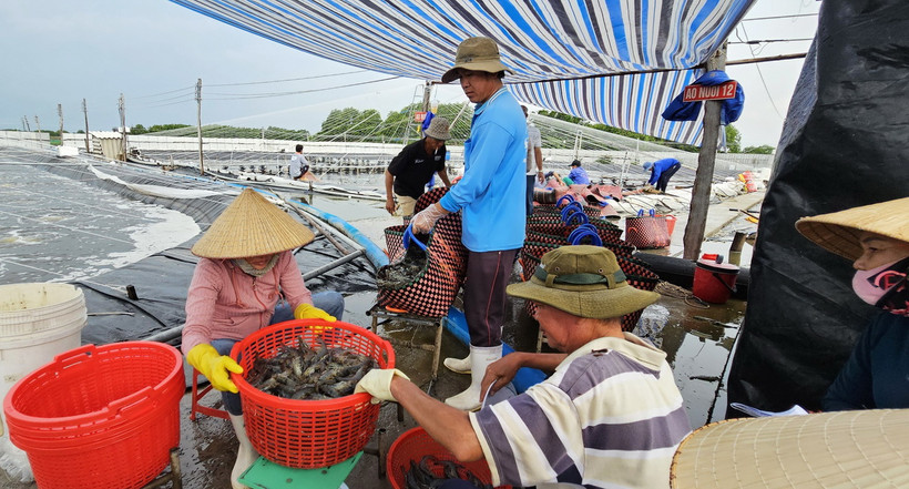 Nông dân xã Thạnh Hải, huyện Thạnh Phú, tỉnh Bến Tre thu hoạch tôm thẻ nuôi ứng dụng công nghệ cao. (Ảnh: Công Trí/TTXVN)