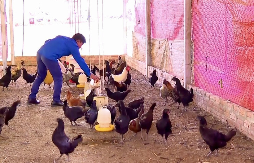 Mô hình gà đen của anh Hờ A Tu cho thu nhập hơn 200 triệu đồng/năm. (Ảnh: TTXVN phát)