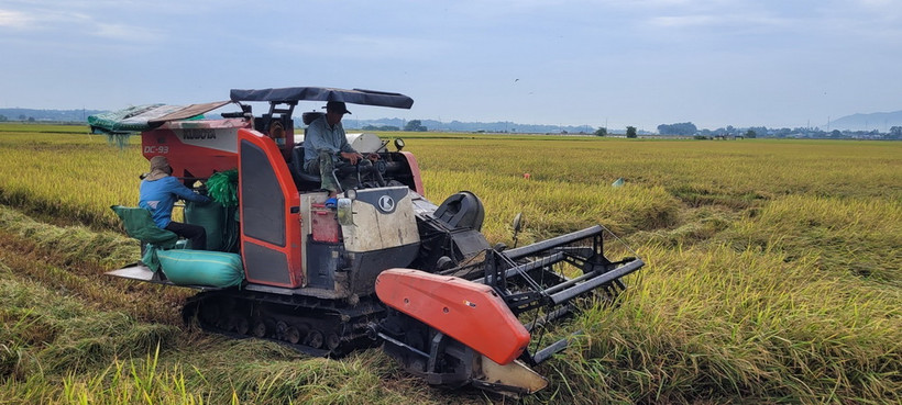 Thu hoạch lúa mùa chính vụ trên cánh đồng. (Ảnh: Hoàng Nhị/TTXVN)