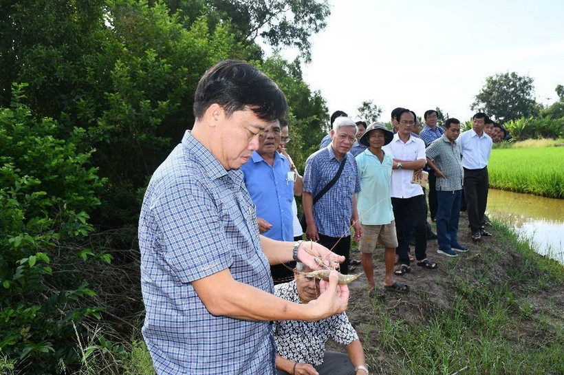 Phó Bí thư Tỉnh ủy, Chủ tịch UBND tỉnh Huỳnh Quốc Việt kiểm tra mô hình tôm-lúa truên địa bàn huyện Thới Bình. (Nguồn: Công Thông tin Điện tử Cà Mau)