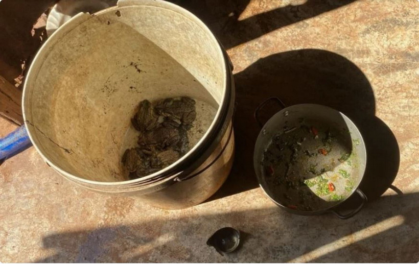 Số cóc còn lại do trẻ em bắt, tự làm thịt ăn dẫn đến ngộ độc. (Nguồn: Báo Công an Nhân dân)