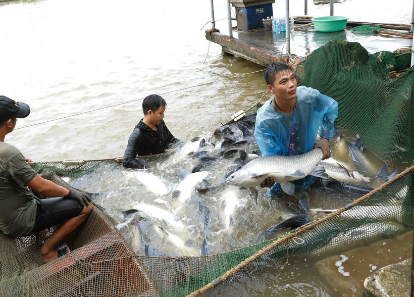 Thu hoạch sản phẩm cá trắm tại hộ nông dân Vũ Văn ở thôn mắt Rồng, xã Lập Lễ, huyện Thủy Nguyên, thành phố Hải Phòng. (Ảnh: Vũ Sinh/TTXVN)