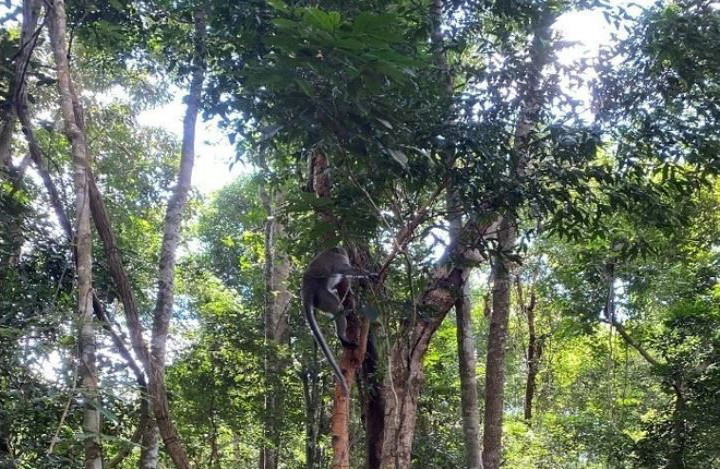 Một cá thể khỉ được tái thả về môi trường tự nhiên. (Ảnh minh họa: TTXVN phát)