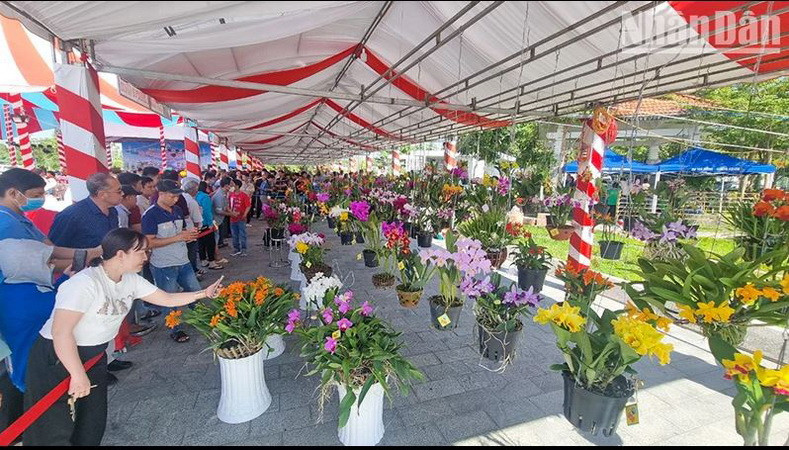 Đông đảo người dân đến chiêm ngưỡng hoa lan. (Nguồn: báo Nhân dân)