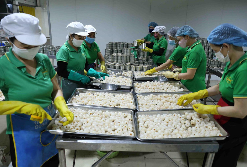 Công đoạn sơ chế quả vải thiều tươi xuất khẩu của Công ty Cổ phần Xuất nhập khẩu Vifoco, tỉnh Bắc Giang. (Ảnh: Vũ Sinh/TTXVN)