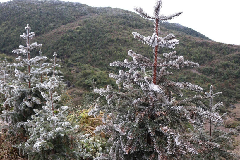 Băng tuyết phủ kín nhiều nơi trên Cao nguyên đá Đồng Văn, tỉnh Hà Giang. (Ảnh: Minh Đức/TTXVN phát)