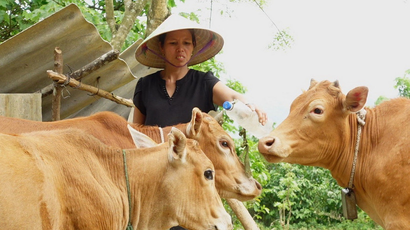 Hỗ trợ cây, con giống để người dân khu vực biên giới phát triển kinh tế. (Ảnh: Thanh Thủy/TTXVN)