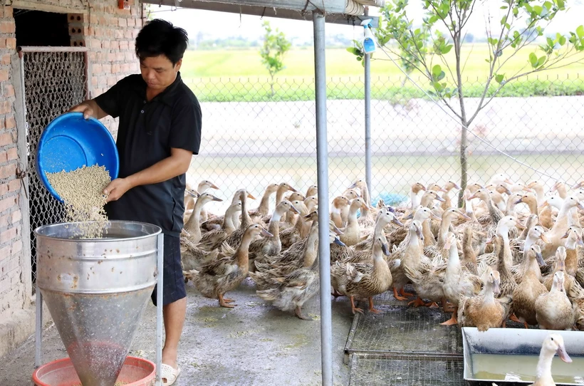 Nhờ có nguồn vốn của Ngân hàng Chính sách xã hội, anh Trần Ngọc Trà (thôn Hải Long, xã Đông Xuyên, huyện Tiền Hải) đã đầu tư phát triển kinh tế, thành công với mô hình nuôi vịt biển. (Ảnh: Thu Hoài/Vietnam+)