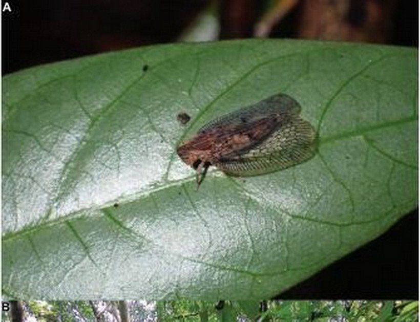 Loài Connelicita bachmaensis được phát hiện ở Vườn Quốc gia Bạch Mã, tỉnh Thừa Thiên-Huế. (Ảnh: TTXVN phát)