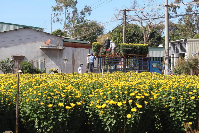 Thị trường hoa cúc trồng phục vụ Tết tại Gia Lai đến thời điểm này vẫn im ắng, rất ít thương lái thu mua. (Ảnh: Hồng Điệp/TTXVN)