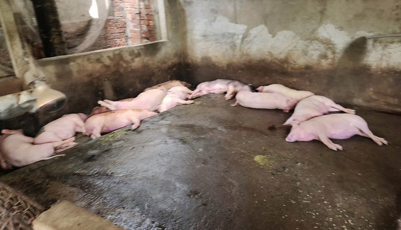 Đàn lợn chết do mắc bệnh tả lợn châu Phi. (Ảnh: TTXVN phát)