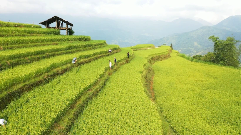 Ruộng bậc thang ở ở Hoàng Su Phì (Hà Giang) thu hút rất nhiều khách du lịch. (Ảnh: Nguyễn Chiến/TTXVN)