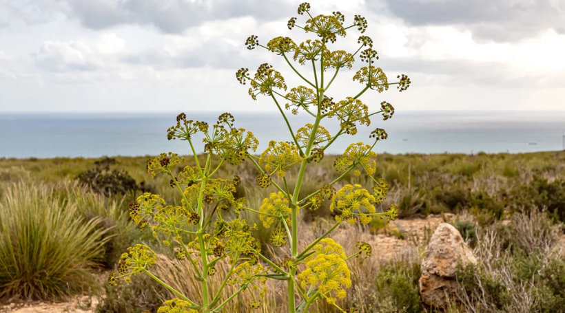 A ngùy (tên gốc Asafoetida) là một loại cây hoang dã bản địa mọc nhiều tại Afghanistan, Iran và Uzbekistan. (Nguồn: CNN)