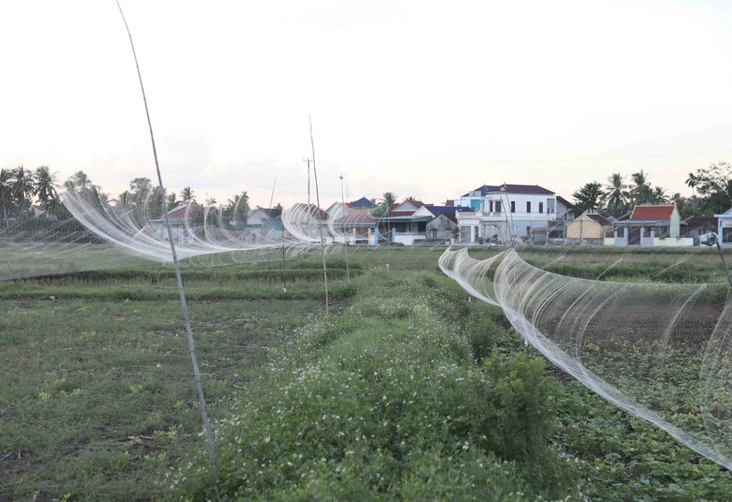 “Thiên la địa võng” lưới tàng hình giăng mắc dày đặc trên đồng ruộng để bẫy chim. (Ảnh: Xuân Tiến/TTXVN)