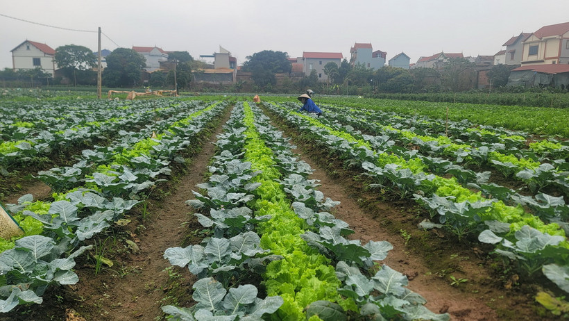 Người dân tăng gia sản xuất rau an toàn. (Ảnh minh họa: Phương Anh/TTXVN)