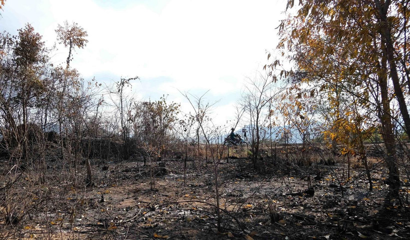 Vụ cháy gần 100ha rừng keo trồng tại địa bàn xã Ninh Xuân, thị xã Ninh Hòa, tỉnh Khánh Hòa thời điểm giữa tháng Năm vừa qua gây thiệt hại khoảng 1,6 tỷ đồng. (Ảnh: Nguyễn Dũng/TTXVN)