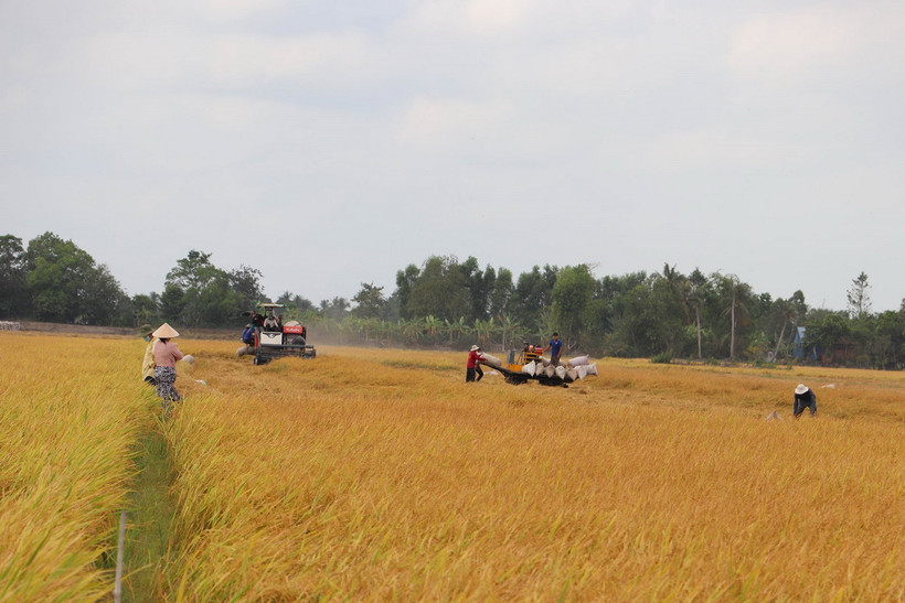 Thu hoạch lúa tại xã Mỹ Thành Nam, huyện Cai Lậy (Tiền Giang). (Ảnh: Minh Trí/TTXVN)
