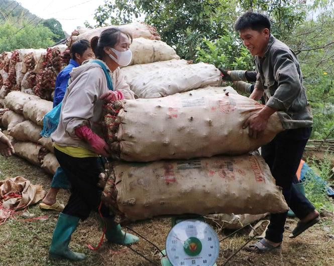 Thương lái thu mua dong riềng tại chỗ. (Ảnh: Nguyễn Oanh/TTXVN)