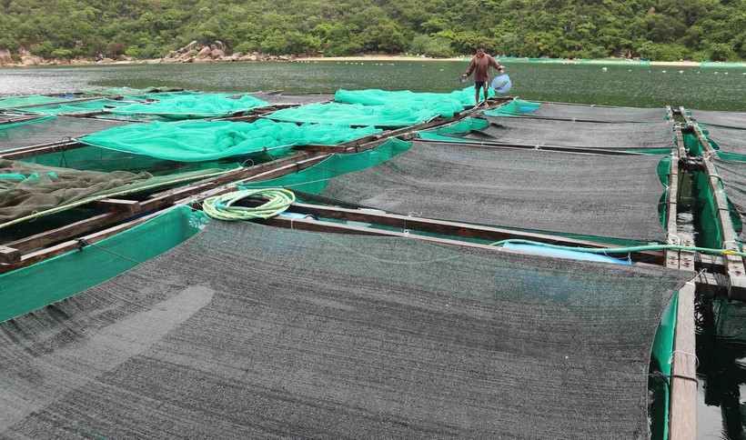 Bè nuôi tôm hùm của một hộ dân trên vịnh Vân Phong ở xã Vạn Thạnh, huyện Vạn Ninh, Khánh Hòa. (Ảnh: Nguyễn Dũng/TTXVN)