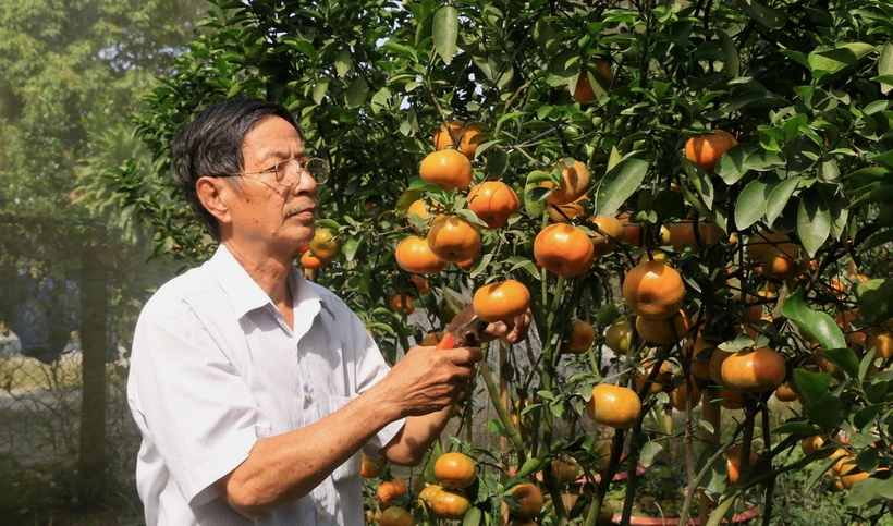 Ông Hà Thanh Hồng ở xã Vĩnh Thới, huyện Lai Vung, chăm sóc quýt hồng chuẩn bị phục vụ thị trường Tết. (Ảnh: Nhựt An/TTXVN)