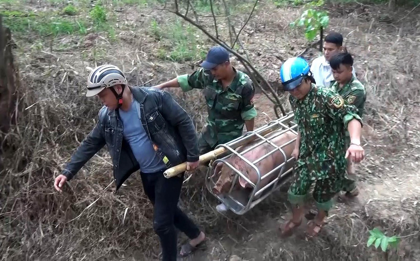Lực lượng Bộ đội Biên phòng Quảng Trị vận chuyển lợn nhập lậu về xử lý. (Ảnh: Hồ Cầu/TTXVN)