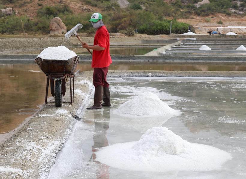 Diêm dân huyện Ninh Hải thu hoạch muối. (Ảnh: Nguyễn Thành/TTXVN)