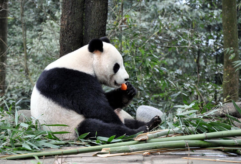 Gấu trúc trong Trung tâm nghiên cứu, bảo vệ Gấu trúc Trung Quốc tại Nhã An, Tứ Xuyên của Trung Quốc. (Ảnh: Vĩnh Hà/TTXVN)