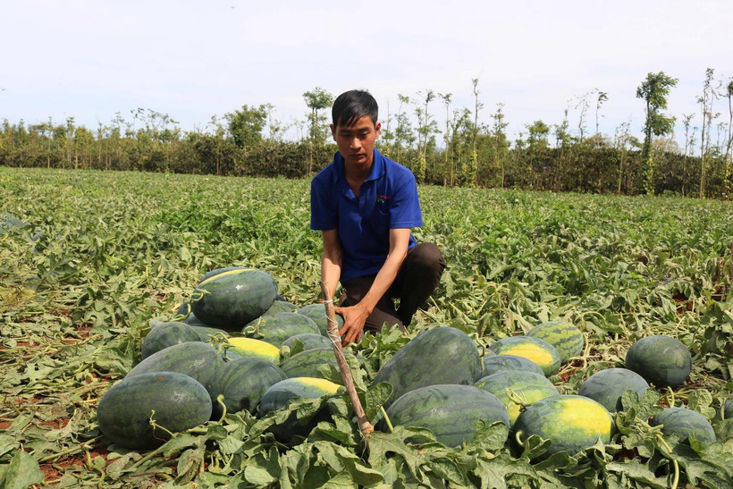 Nông dân thu hoạch dưa hấu. (Ảnh: Tuấn Anh/TTXVN)