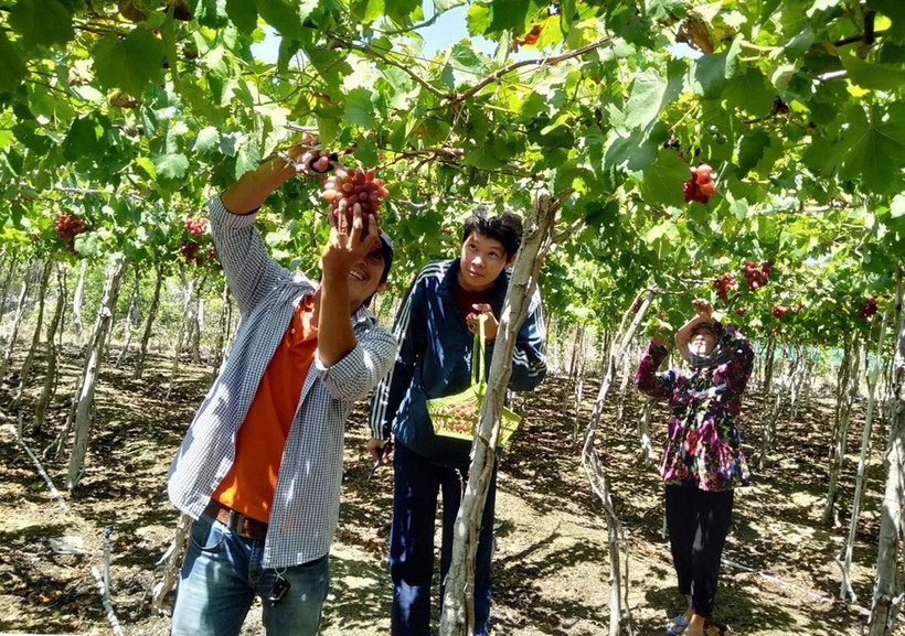 Du lịch cộng đồng ở Ninh Thuận thu hút du khách đến tham quan, trải nghiệm. (Ảnh: Công Thử/TTXVN)