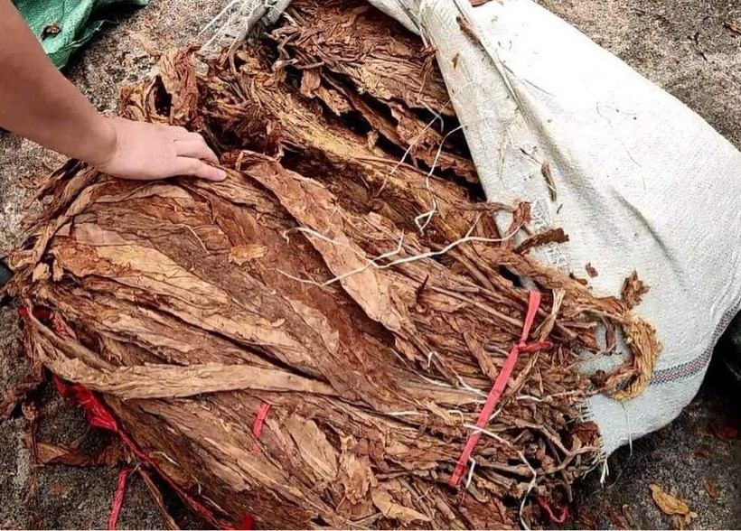 Thuốc lá nguyên liệu. (Ảnh: TTXVN phát) 