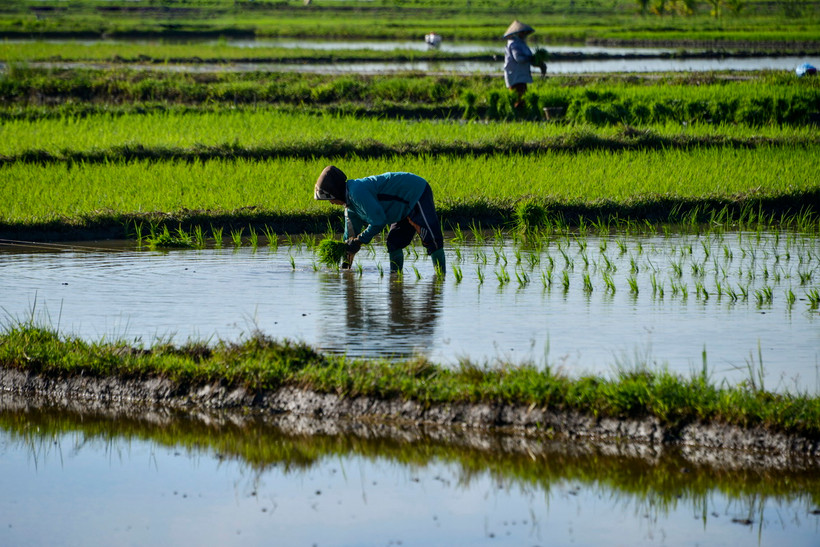Nông dân làm việc trên cánh đồng lúa ở Japakeh, gần Banda Aceh, Indonesia. (Ảnh: AFP/TTXVN)