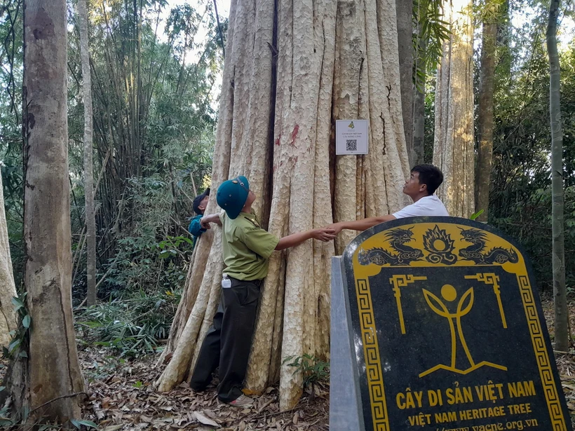 Cây di sản được Hội Bảo vệ Thiên nhiên và Môi trường Việt Nam trao tặng bằng công nhận. (Ảnh: K GỬIH/TTVXN)