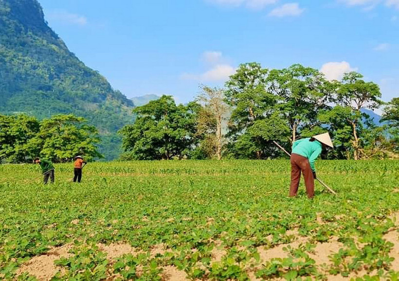 Bà con nông dân xã Trường Sơn, tỉnh Quảng Ninh, chăm sóc lạc vụ Đông-Xuân 2023-2024. (Nguồn: báo Quảng Bình)