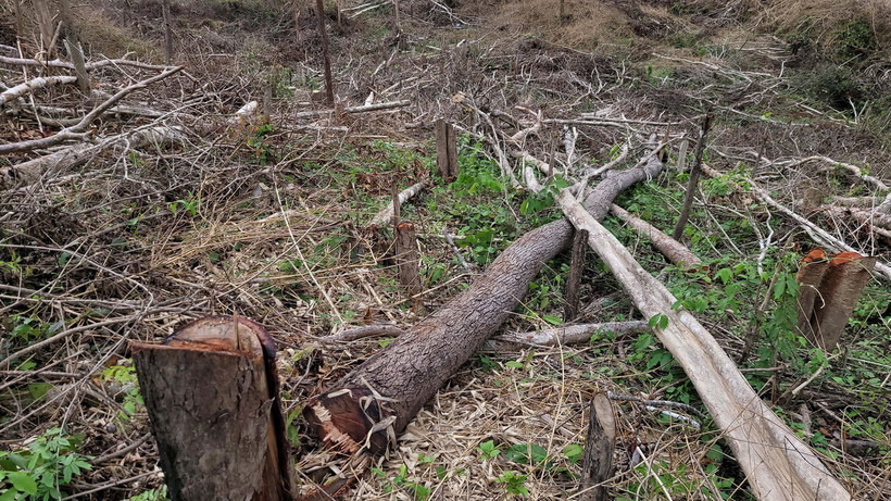 Hiện trường một vụ phá rừng. (Ảnh: Hoài Nam/TTXVN)