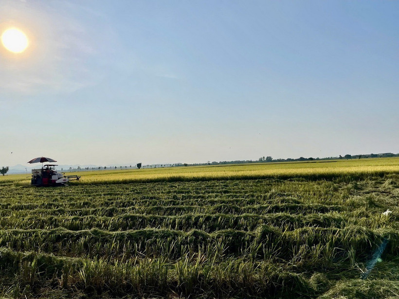 Nông dân Phú Thọ khẩn trương thu hoạch lúa mùa chín trước bão. (Ảnh: TTXVN phát)