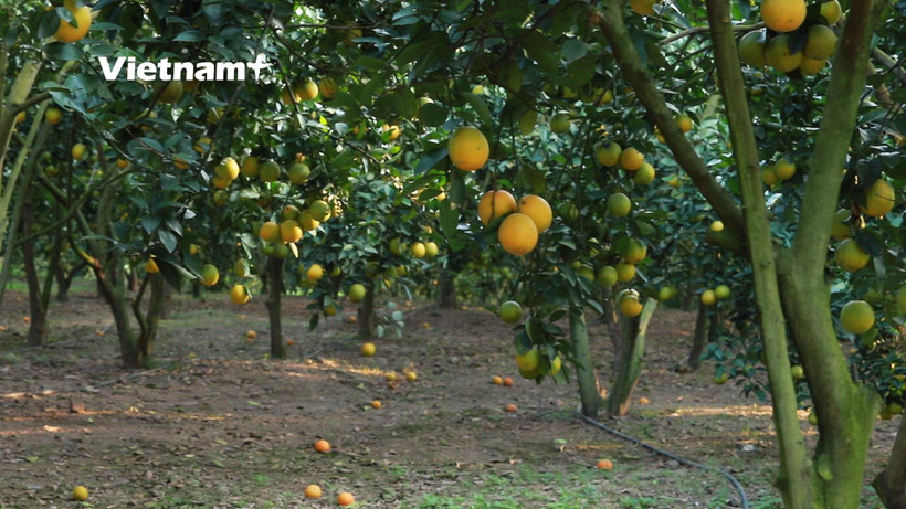 Một vườn cam ở Lục Ngạn, Bắc Giang (Ảnh: Lâm Phan/Vietnam+)