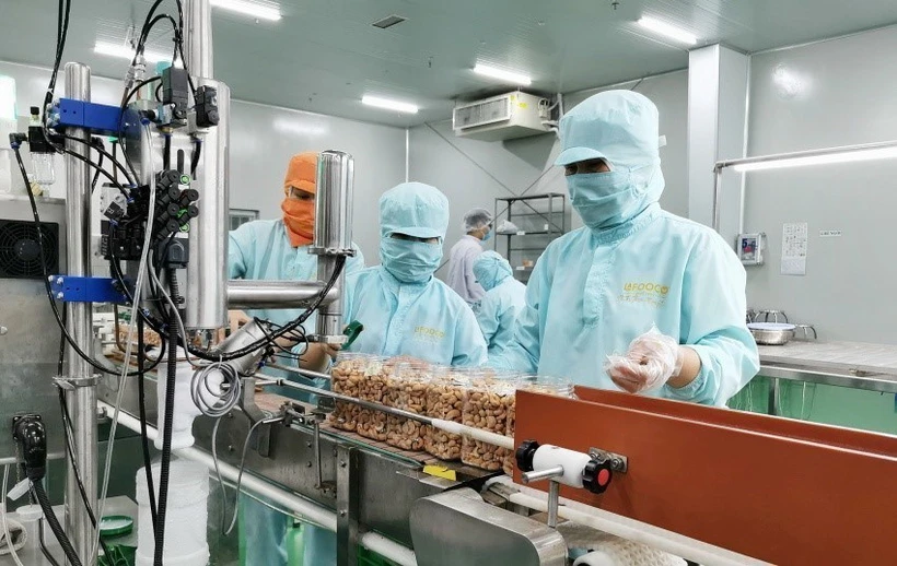 Đóng gói nhân điều xuất khẩu tại Công ty LAFOOCO. (Ảnh: Minh Hưng - TTXVN)