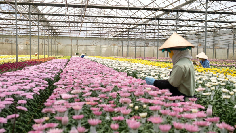 Công nhân Công ty TNHH Dalat Hasfarm làm việc tại trang trại ở Đạ Ròn (huyện Đơn Dương). (Ảnh: Nguyễn Dũng/TTXVN)