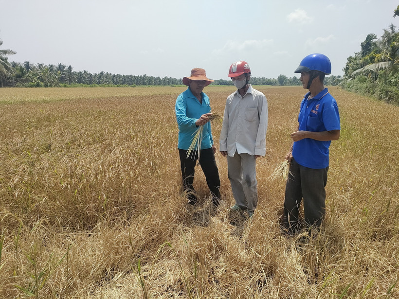 Nhiều diện tích lúa ở huyện Giồng Trôm, tỉnh Bến Tre, bị thiệt hại nặng nề do hạn, mặn. (Ảnh: Huỳnh Phúc Hậu/TTXVN)