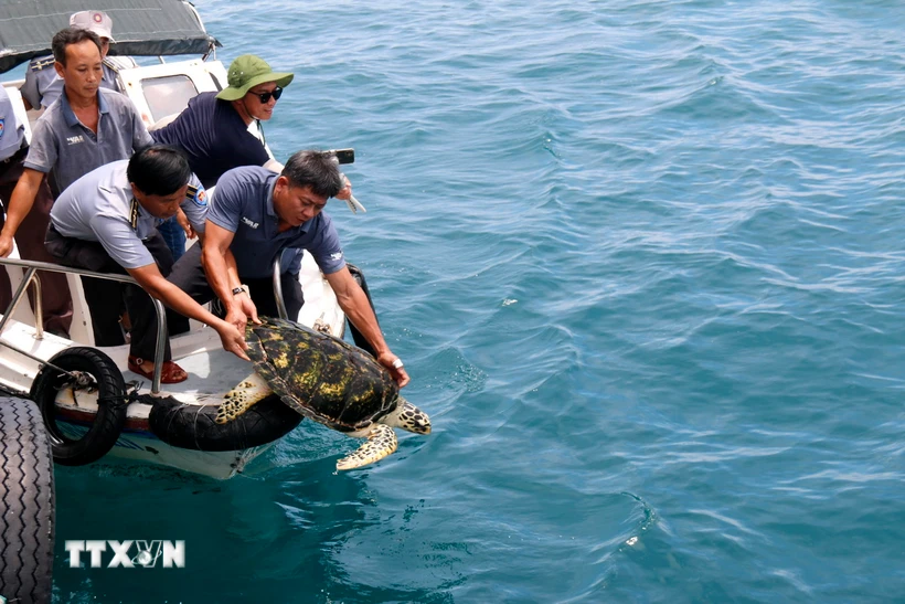 Cá thể đồi mồi (có tên khoa học là Eretmochelys imbricata) được thả về biển. (Ảnh: Nguyễn Thanh/TTXVN)